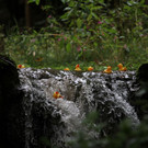 normal_23092012fmt_entenrennen_fm_31.JPG