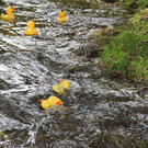 normal_23092012fmt_entenrennen_fm_46.JPG
