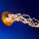 Jellyfish_jpg-1348477858
