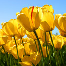 Tulips_jpg-1348477878
