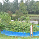 Rheinauen34.JPG
