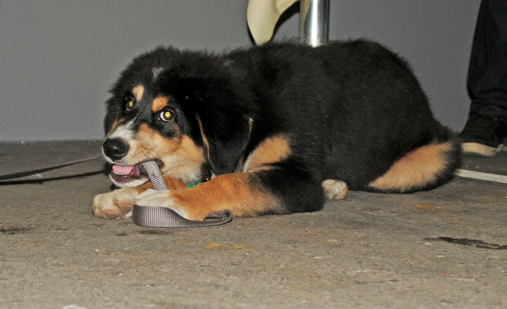 Blum-Er__ffnung 21-09-2012 102_jpg-1348592672