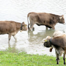Hochwasser im Rhein nach Unwetter in Graubünden