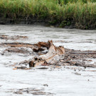 Holz im Rhein 27-09-2012 123_jpg-1348740342