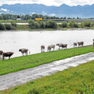 Holz im Rhein 27-09-2012 159_jpg-1348740526
