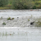 Holz im Rhein 27-09-2012 170_jpg-1348740579