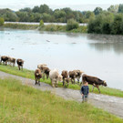 Holz im Rhein 27-09-2012 189_jpg-1348740808