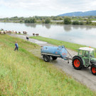 Holz im Rhein 27-09-2012 190_jpg-1348740820