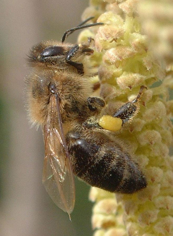 Ludesch - Bienenzucht JPG_jpg-1348824580