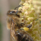 Herbstmarkt/Bienenzucht