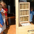 Schlins - BienenzuchtA_jpg-1348824582