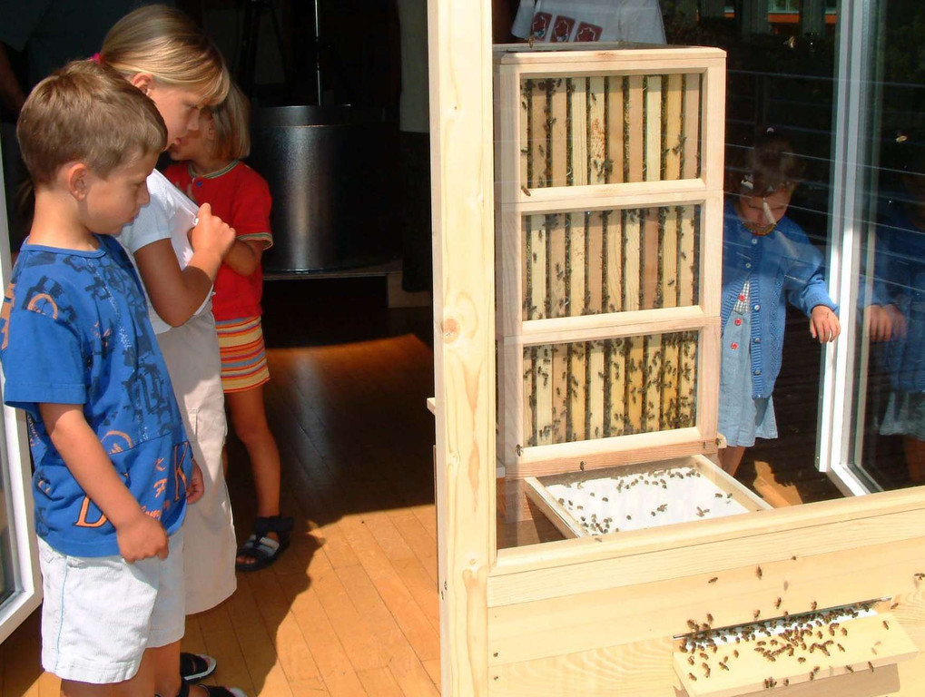 Schlins - BienenzuchtA_jpg-1348824582