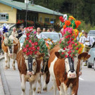 normal_29092012herbsde01003aktivnews__46_.JPG