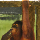 DAB1724-20110916.jpg