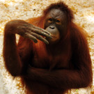 DAB1723-20110916.jpg