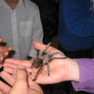 grilla_jpg 190_jpg-1349074374