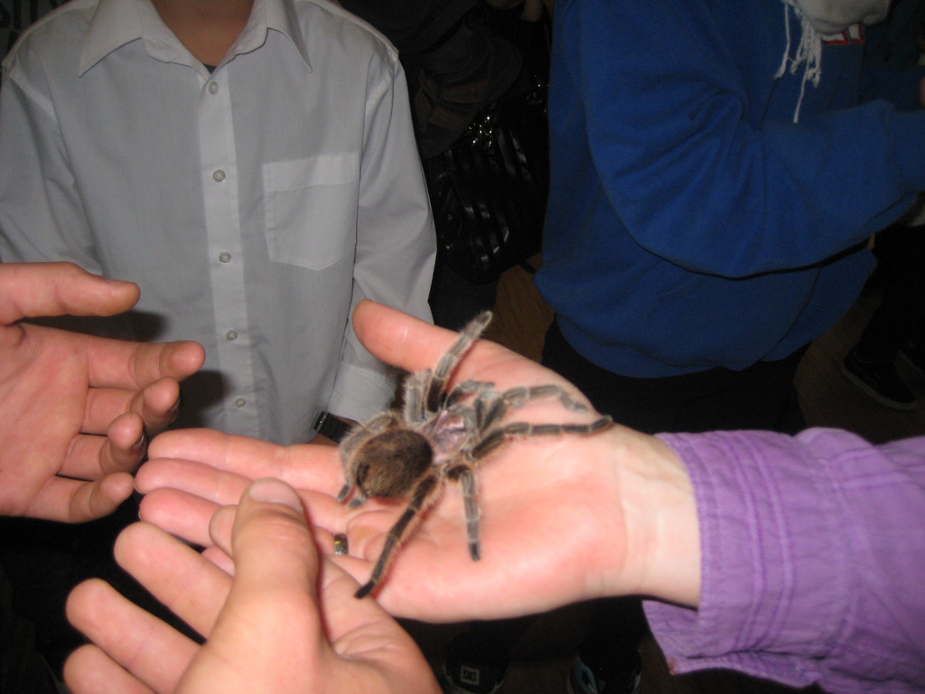 grilla_jpg 190_jpg-1349074374