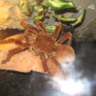 grilla_jpg 244_jpg-1349074440