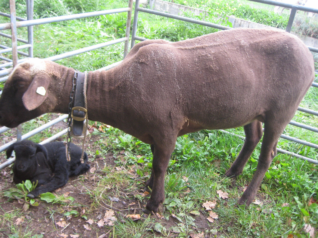 grilla_jpg 145_jpg-1349078356