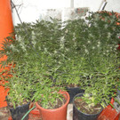 1_10_2012 PI Neulengbach 1.JPG