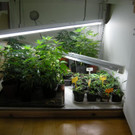 1_10_2012 PI Neulengbach 4.JPG