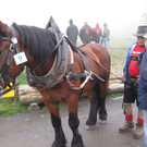 IMG_4241_JPG-1349102662