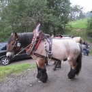 IMG_4268_JPG-1349103023