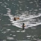 29092012wanderungoffenseeat_02_001aktivnews__33_.JPG