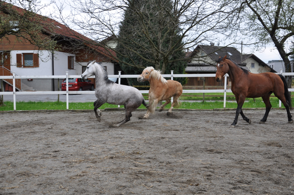 DSC_0036_JPG-1349342953