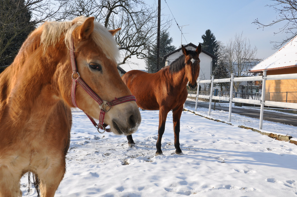 DSC_0886_JPG-1349343025