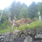 DSC00516_JPG-1349343036