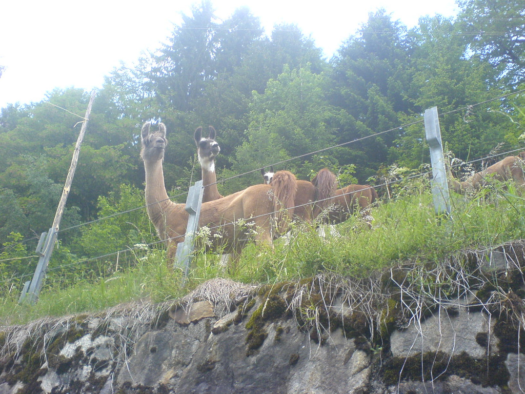 DSC00516_JPG-1349343036