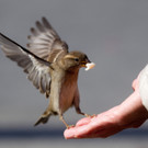 Süße und kuriose Tierbilder aus aller Welt