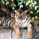 21251308.jpg