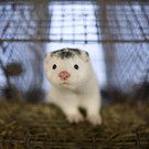 tiere6.jpg