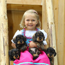 Tierbaby Rauhaardackel05.jpg