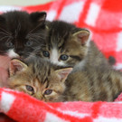 Tierbaby Ka__tzchen06.jpg