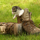 Katzen 7.jpg