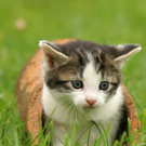 Katzen 1.jpg