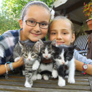 Katzen Tierbaby06.JPG