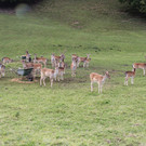 IMG_9702_JPG-1349427136