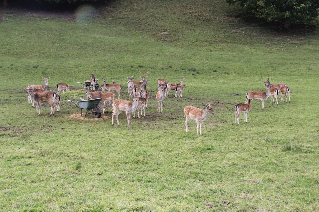 IMG_9702_JPG-1349427136