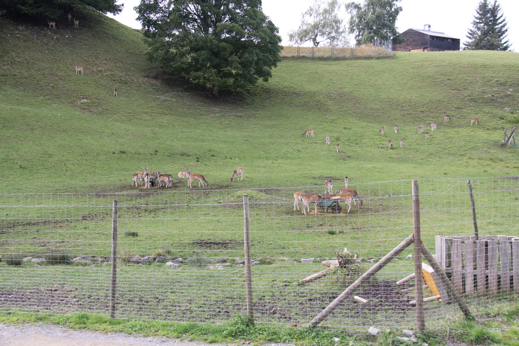 IMG_9723_JPG-1349427151
