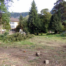 Rodung bei der Getznervilla