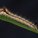 Grasglucke  Ludwig Knobel_jpg-1349547201