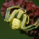 Koblacher Ried 9  2012 010_jpg-1349547245