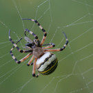 Koblacher Ried 15  2012 597_jpg-1349547260