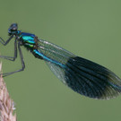 Koblacher Ried 21  2012 400_jpg-1349547273