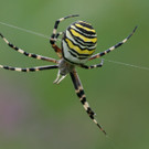 Zebraspinne 647_jpg-1349547334