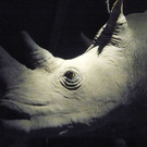 L1070703_jpg-1349626201